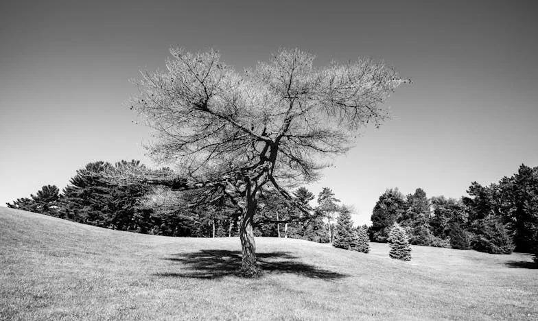 Cabana de la marginea lacului: Povestea unei răzbunări târzii