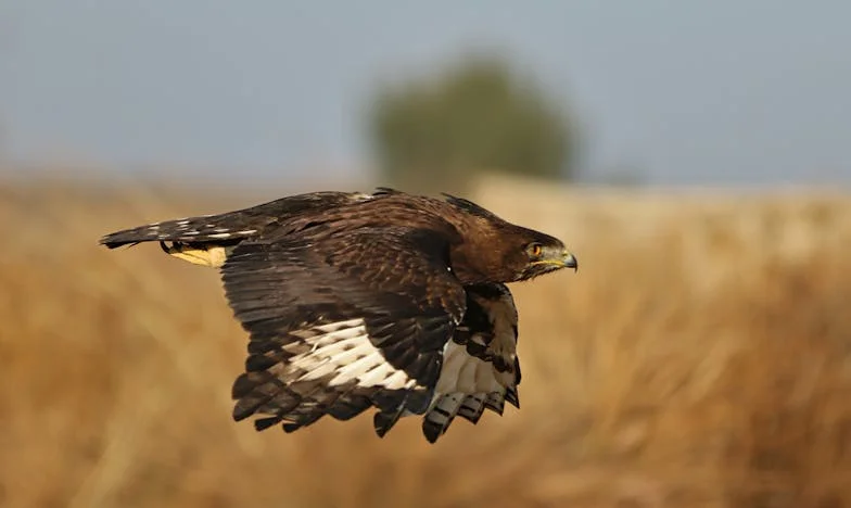 Când Dragostea Devine Umbra: Povestea Mea de Trădare și Regăsire