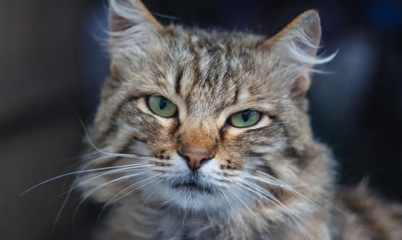 Casa dintre noi: Povestea unei despărțiri care a rupt mai mult decât o familie