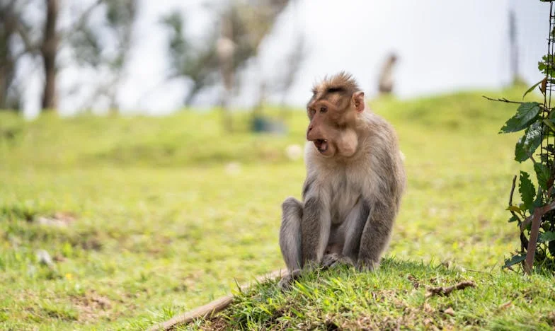 Cum să-mi las viața între patru pereți?