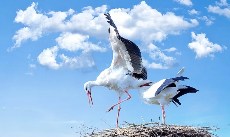 Dor de mamă: Povestea unei despărțiri care nu se vindecă
