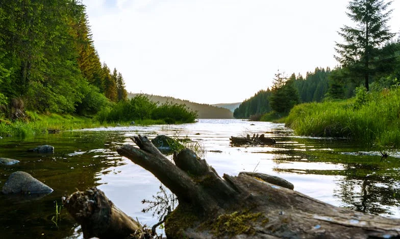 Întoarcerea lui Vlad: O poveste despre iertare și regăsire