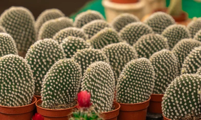 Între două lumi: Povara iubirii față de mama mea