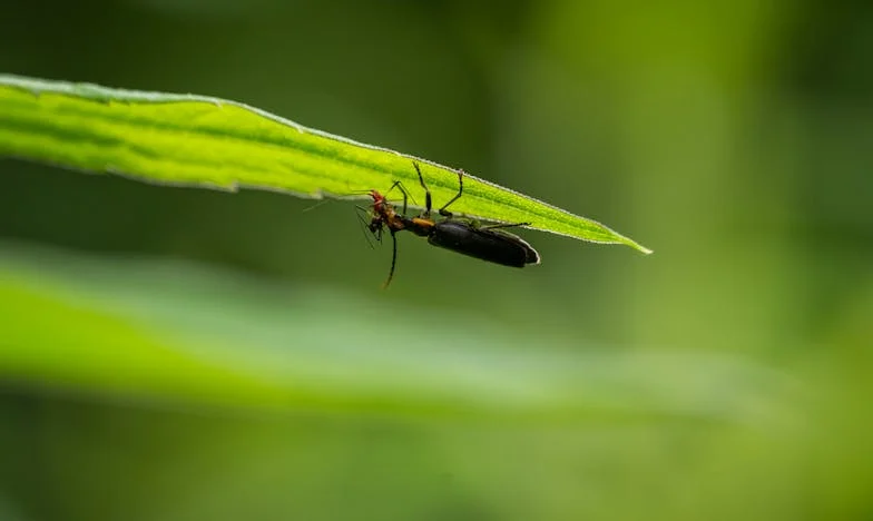 Între două lumi: Povestea mea despre familie, sacrificiu și dezamăgire