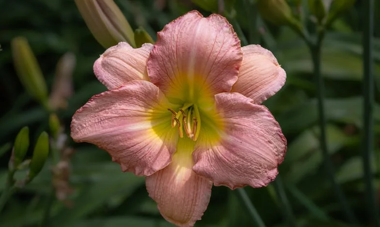 Între două lumi: Povestea unei familii încercate de conviețuirea cu socrul