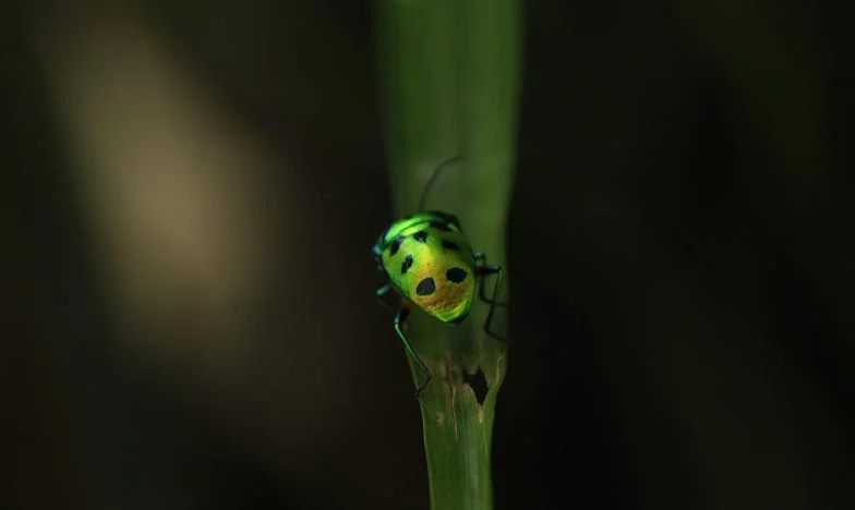 Între două surori și o moștenire: Povara unei alegeri