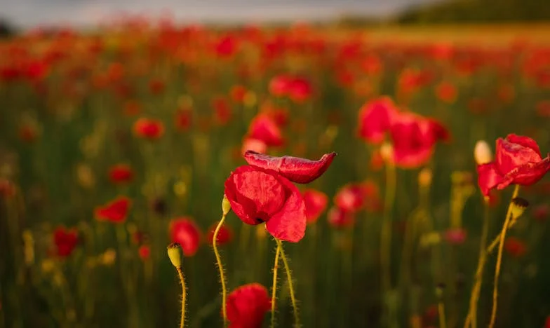 Între loialitate și adevăr: Povestea unei nurori în fața unei familii dezbinate