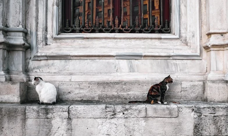 Singurătatea Victoriei: Povara Trecutului și Căutarea Vindecării