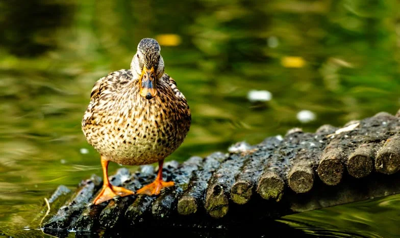 Trei copii, o inimă frântă și un adevăr nespus