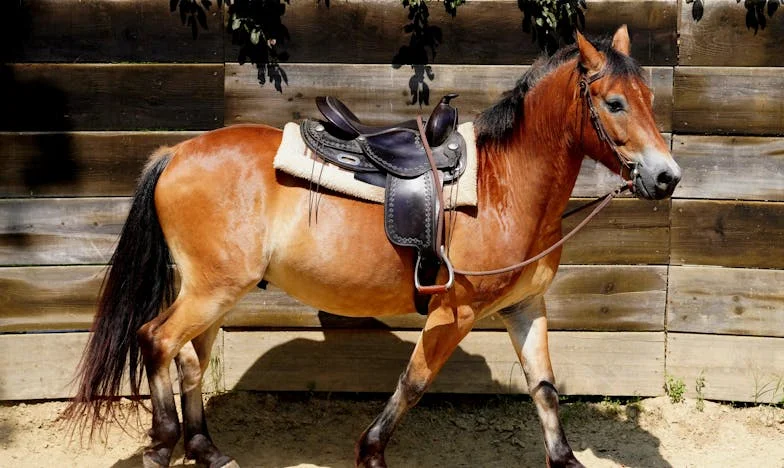 Trei decenii în umbra lui Radu: Când a plecat, am fost nevoită să mă regăsesc