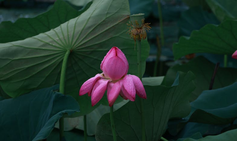 Ultima zi a Ilincăi ca soție: când despărțirea aduce libertate