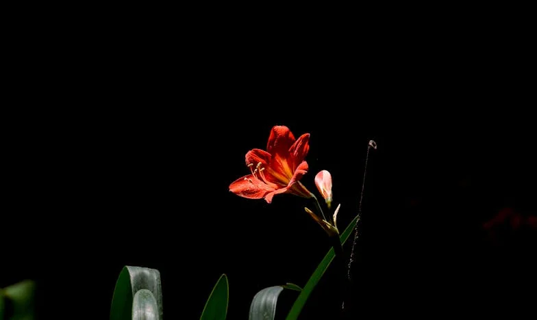 Umbra fratelui meu: Povestea unei moșteniri pierdute