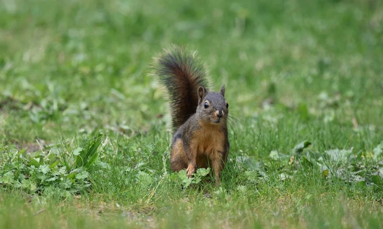 Umbra Trecutului: Povestea unei Mame Românce