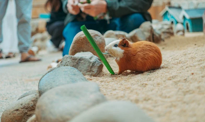 Cincișprezece minute de tăcere