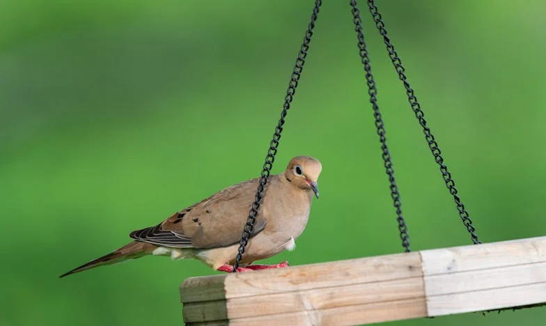 Despărțirea de mama: Lupta mea pentru propria viață și căsnicie