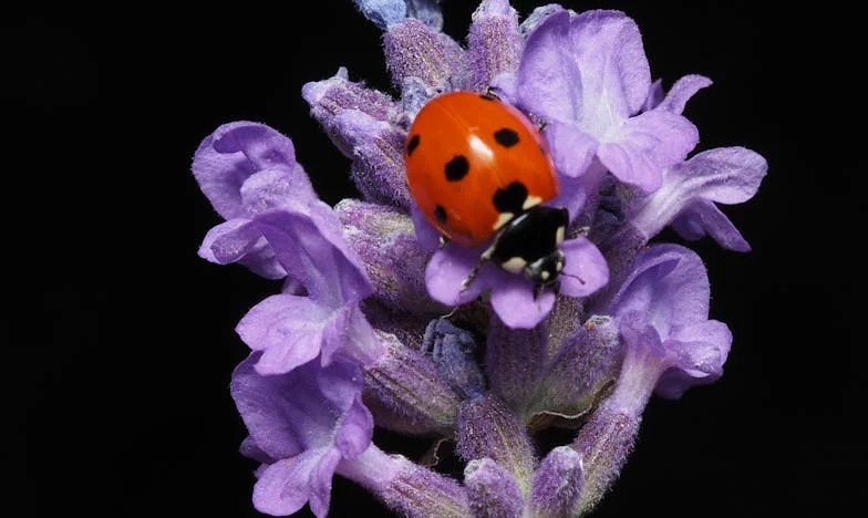 Duminica Rușinii: O Masă Care Ne-a Schimbat Familia