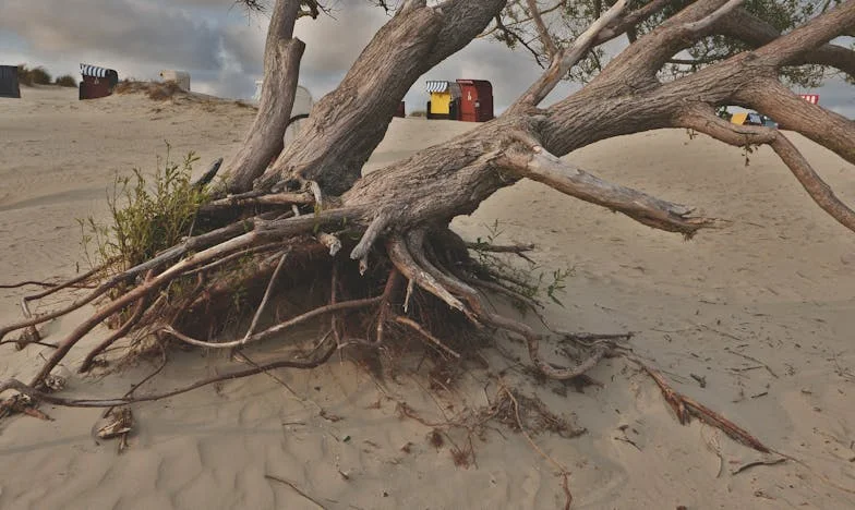 Focul din sufletul meu: Povestea unei mame fără voie