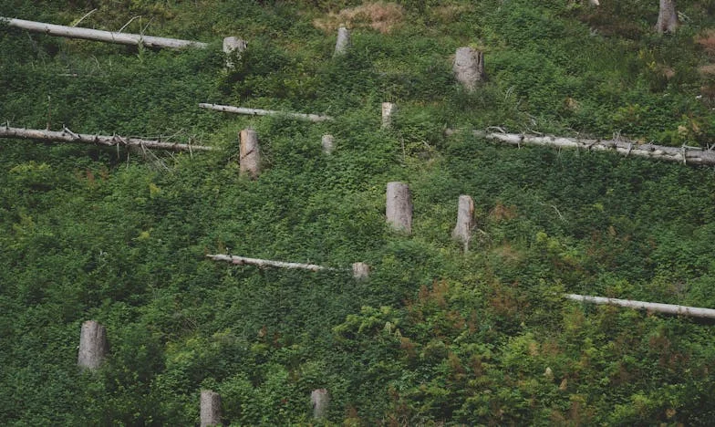 În adâncul disperării: O poveste despre sacrificiu și iertare