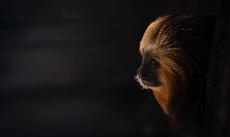 În umbra surorii mele: Povestea unei vieți trăite între așteptări și dorința de a fi văzută