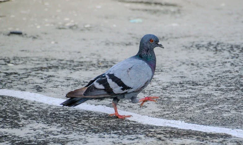 Între două uși: Povara unei promisiuni nerespectate