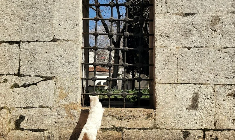 Între Dragoste și Renunțare: Povestea unei Mame Românce