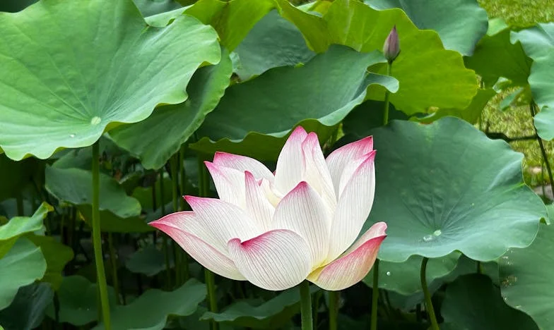 Nu am mai vorbit cu mama de trei luni. Soțul meu insistă să ne împăcăm