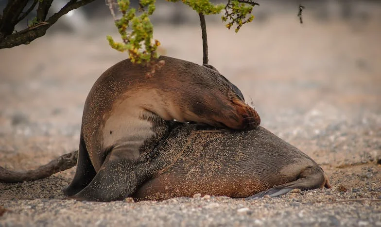 Nu Mă Întoarceți Acasă: Povestea Lui Radu și A Familiei Care L-a Uitata