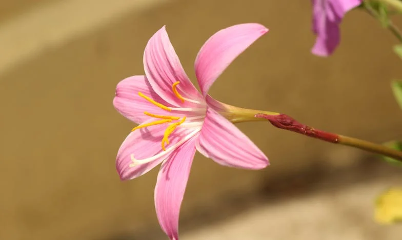 „Nu mai suntem o familie?” – Povestea unei mame care și-a sacrificat viața pentru copii, dar a ajuns să fie respinsă de nora ei