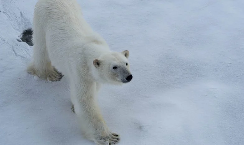 Pielea mea, povestea mea: O mamă româncă între prejudecăți și dragoste