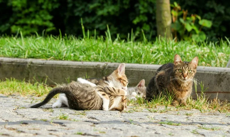 Soacra mea, crucea mea: Povestea unei răzbunări tăcute