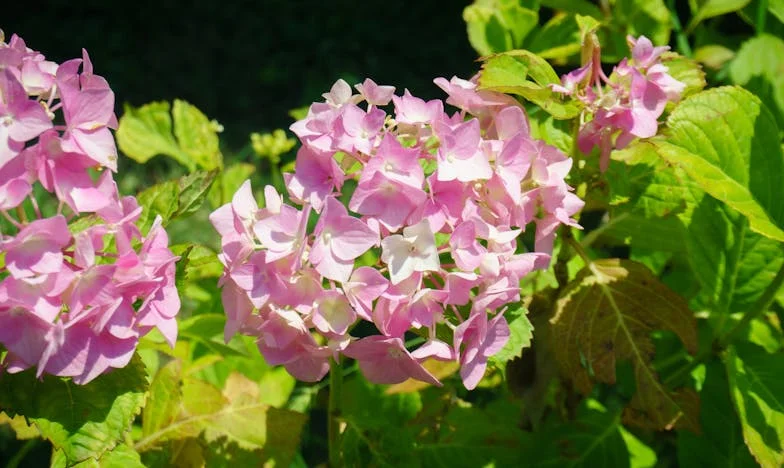 Sub același acoperiș cu trecutul: Povestea unei fiice și a unei mame prizonieri între lucruri