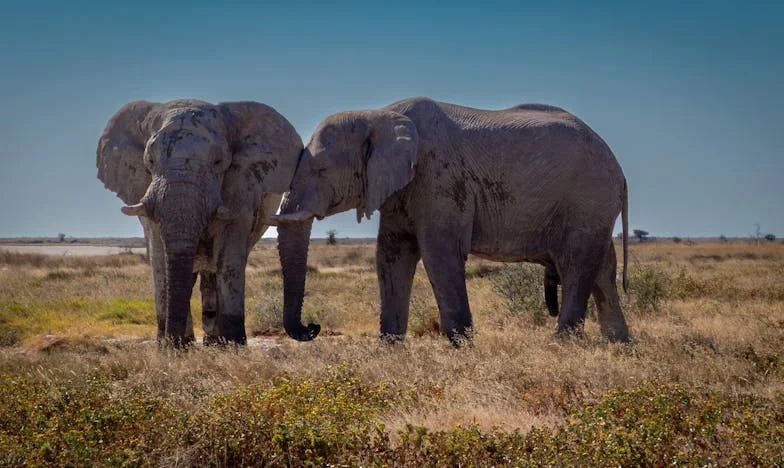 Ultimatumul: Când fiica lui s-a mutat peste noapte la noi