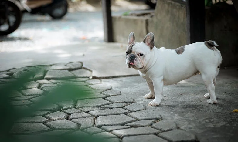 Umbra din sufletul Anei: Povestea unei fiice uitate