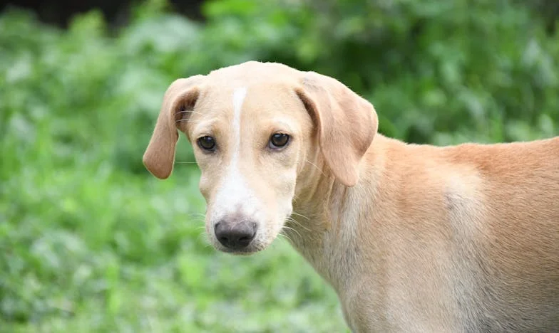 Umbre pe Strada Vișinilor