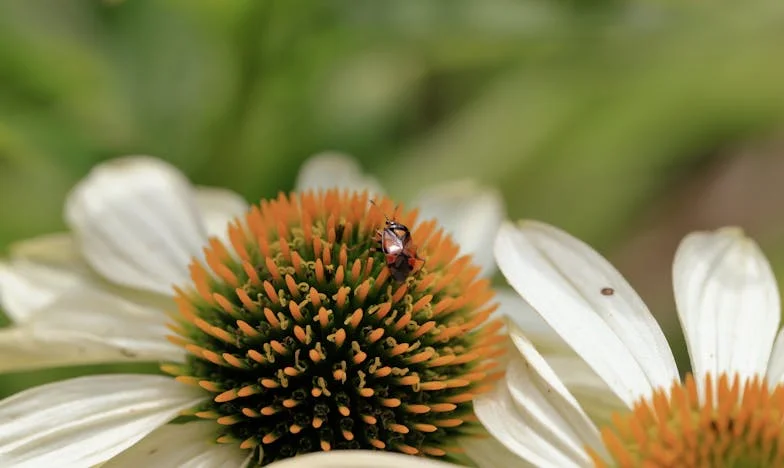 Umbrele lăcomiei: Povestea unei familii destrămate