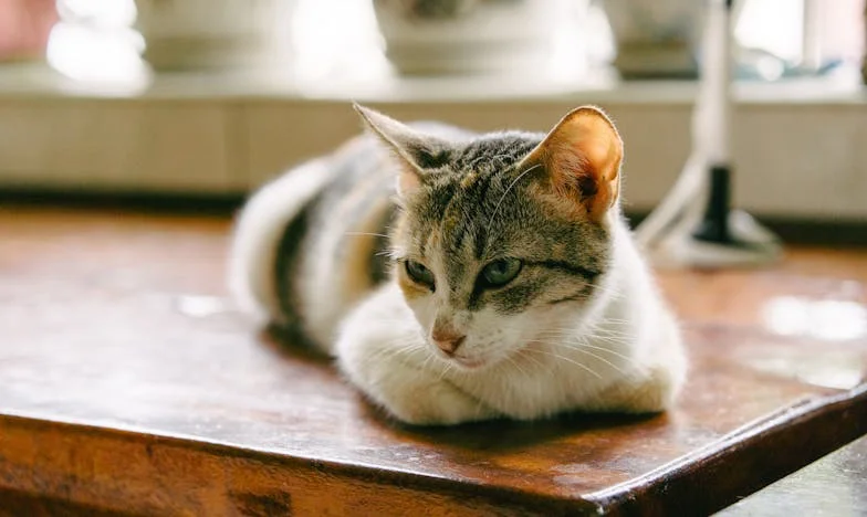 Ușa încuiată: Povestea unei familii sfâșiate de așteptări