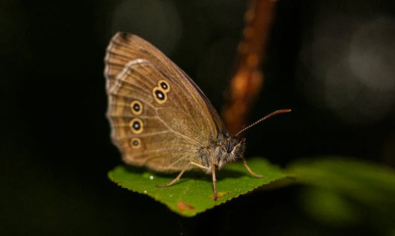 Am ajuns să-mi dau afară fiica și ginerele: Ospitalitatea care mi-a ruinat viața