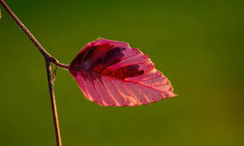 Când dragostea se transformă în tăcere: Povestea unei bunici din Ploiești