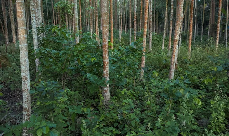 Când fiul meu i-a spus soacrei mele „mamă”: Povestea răbdării care s-a frânt