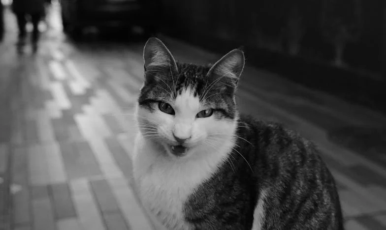 Când nota de plată a iubirii a venit: Povestea unei nunți care ne-a pus la încercare