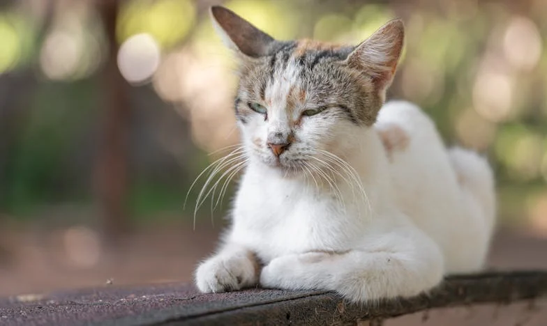 Cinci ani de tăcere: Viața mea după trădarea lui Radu