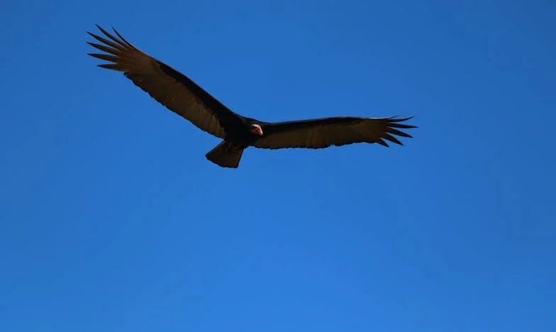 Cutia pe care n-am avut curajul s-o deschidem niciodată