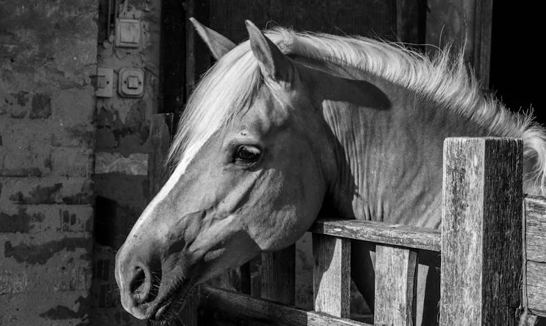 Datoria dintre noi: Povestea unei iubiri pe muchie de cuțit