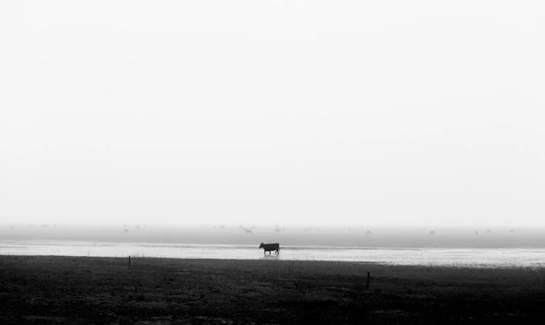 Destinul frânt: Logodna neașteptată a Anei