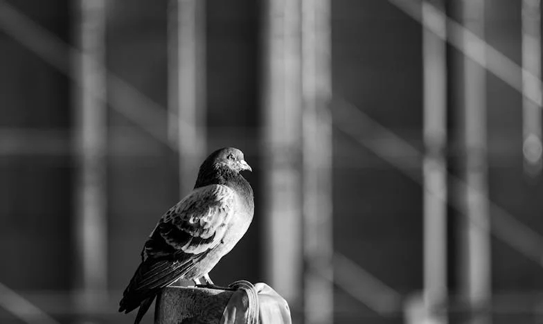 Femeia de pe trotuarul ud: O confruntare neașteptată cu trecutul