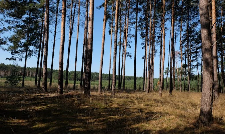 Între două case și o familie sfâșiată: Povestea mea despre alegeri imposibile