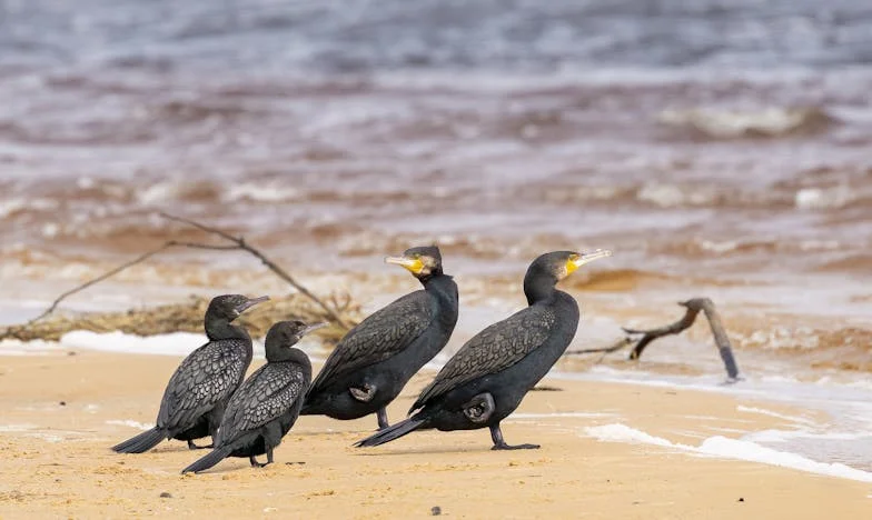 Între două lumi: Povestea unei femei care nu poate avea copii și lupta cu așteptările familiei