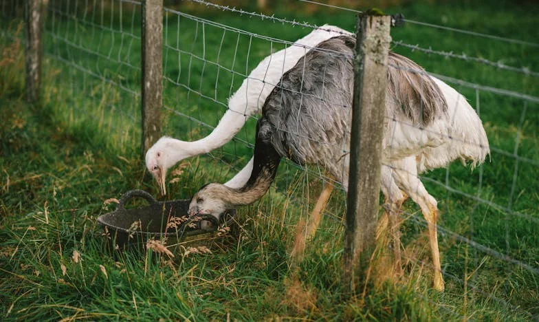 Între Dragoste și Loialitate: Povestea Mea cu Fetița Lui Vlad