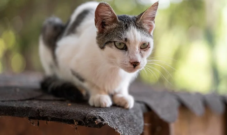 Între Iertare și Regret: Povestea Mea Despre Vindecare prin Credință