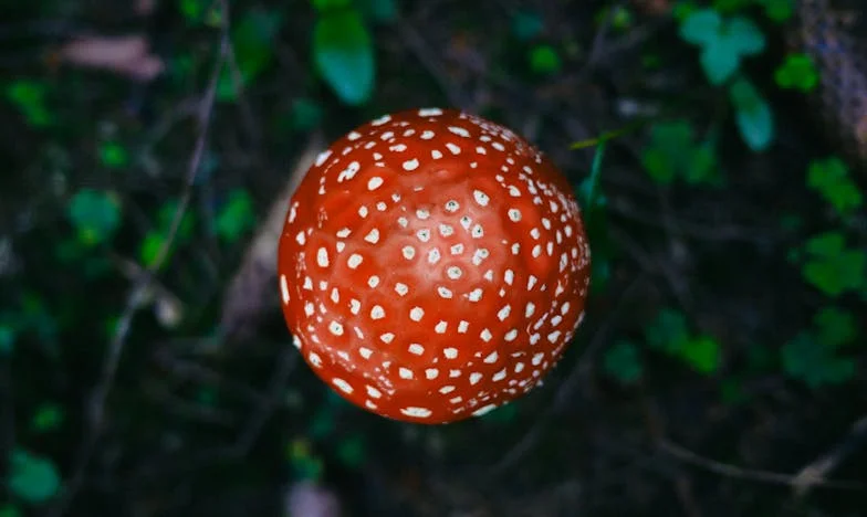 Între patru pereți: Cum am supraviețuit vieții cu socrii